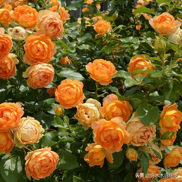 抗性强无刺月季蔷薇品种有哪些,抗性好的切花月季推荐