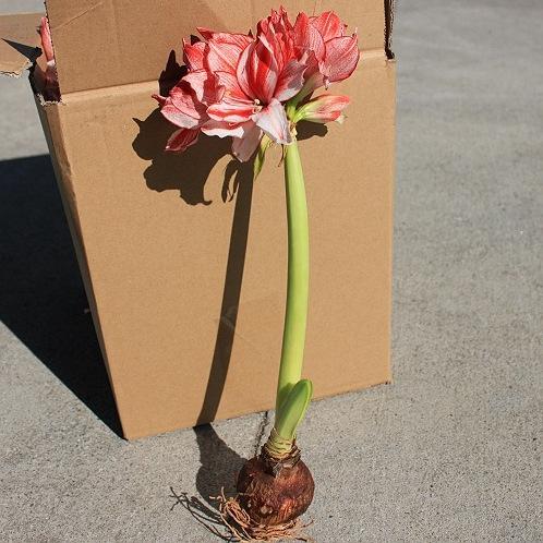 朱顶红小苗晒蔫儿了还能活吗,朱顶红开花了怕晒吗