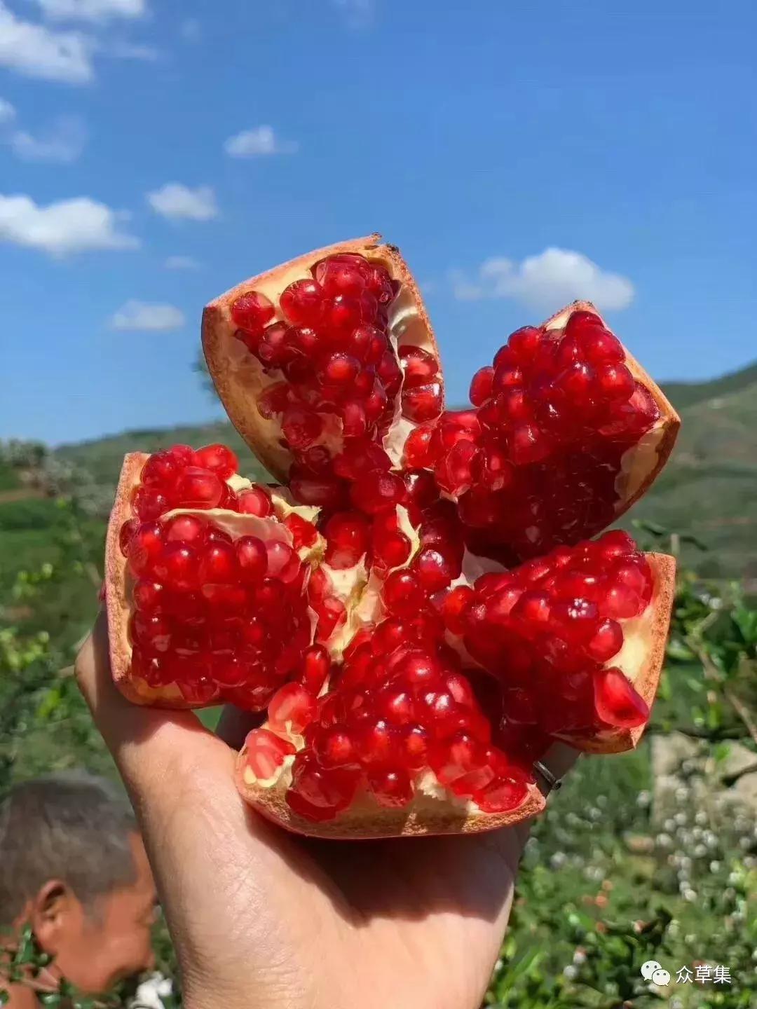 突尼斯软籽石榴优缺点,突尼斯软籽石榴和黑籽石榴哪个好