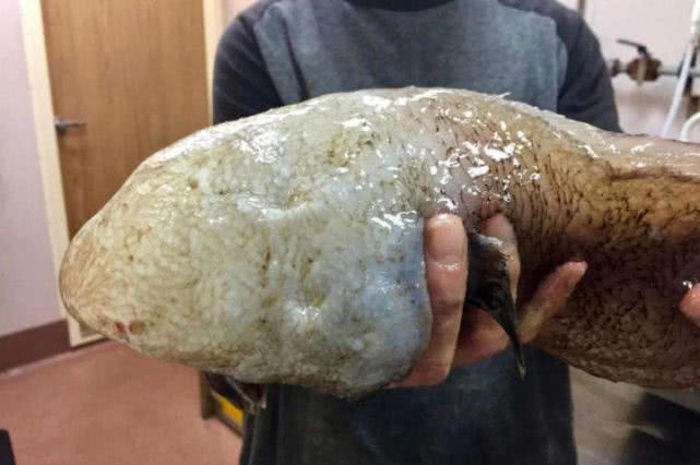 世界上最丑的鱼叫什么鱼,世界上有哪些极丑的鱼