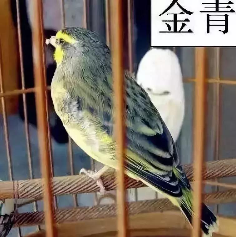 金青和韩立,金青的繁育