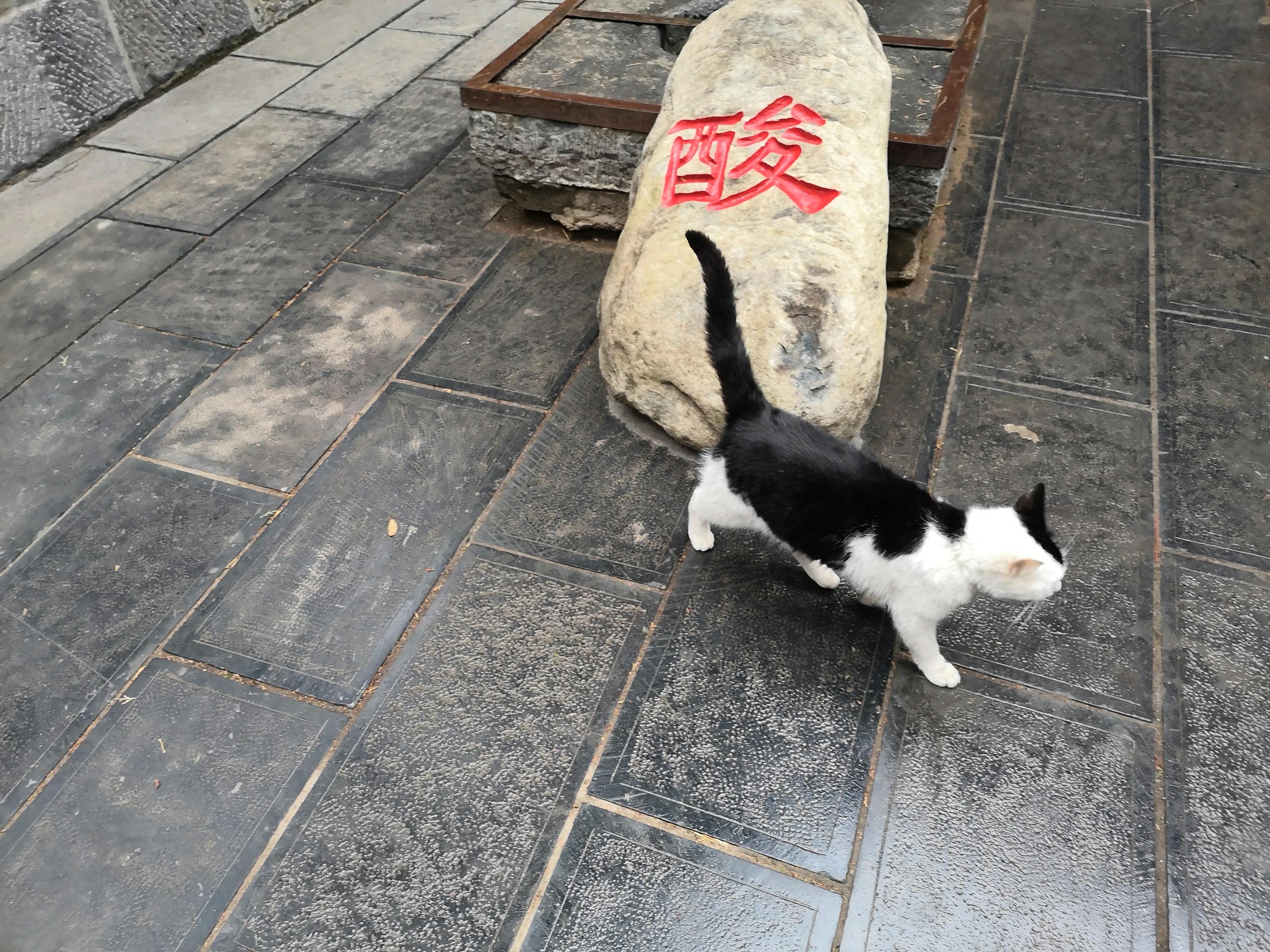 嵩山少林寺旅游攻略一日游,春季嵩山少林寺景区一日游