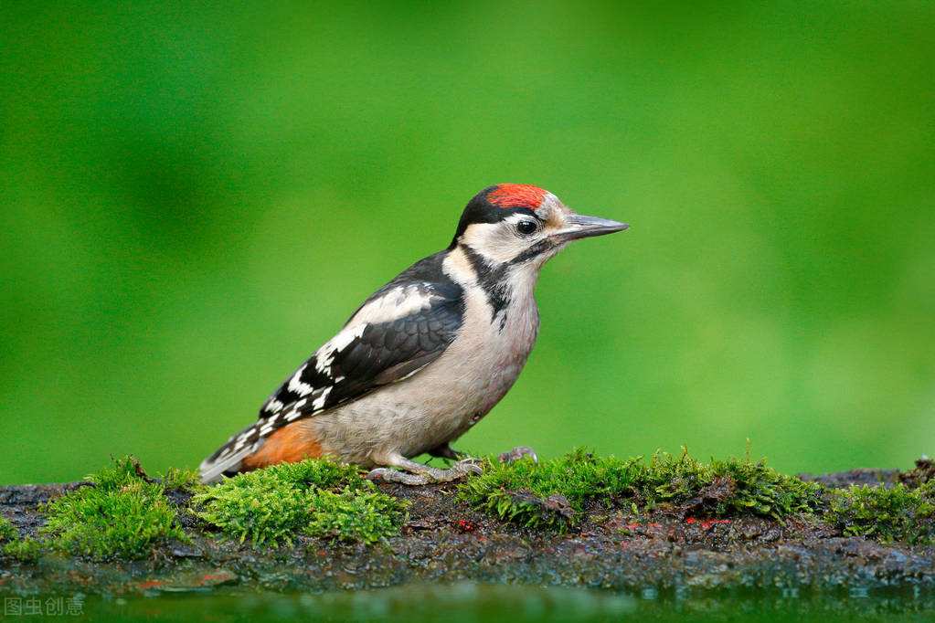 东江揽胜,惠州淡水常见鸟类图谱