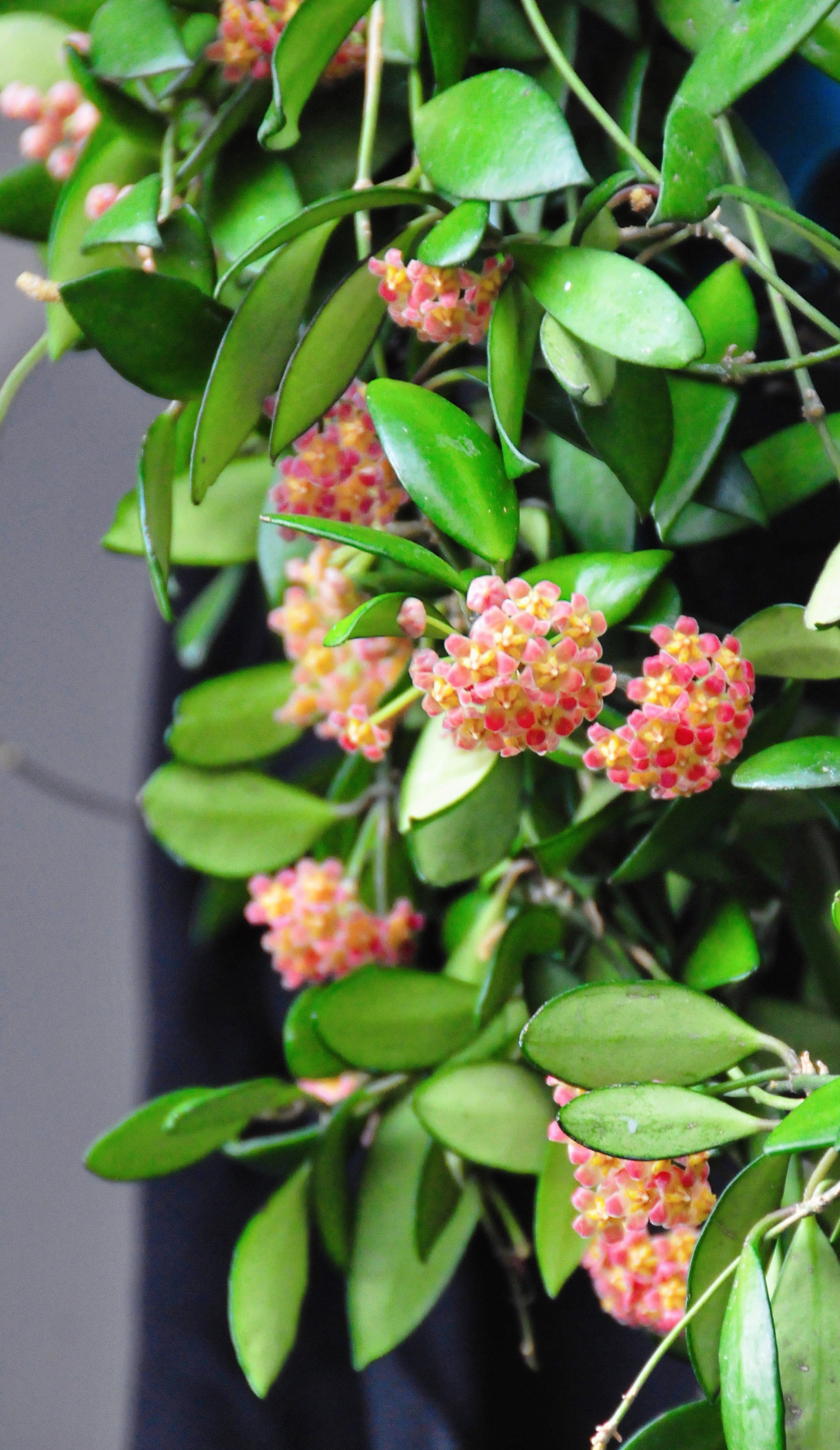 封闭阳台可以养绣球花吗,戴维德球兰养护