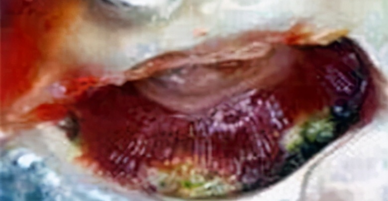 龙鱼常见疾病及治疗方法,龙鱼疾病找哪里救治