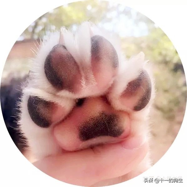 狗的爪爪可以不剪吗,狗的爪子有多厉害