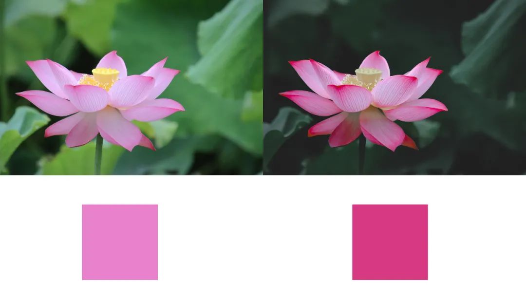 航拍荷花调色技巧图解大全,超简单国画入门教学荷花调色