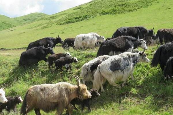 牦牛养殖出售,牦牛养殖合作社项目前景分析