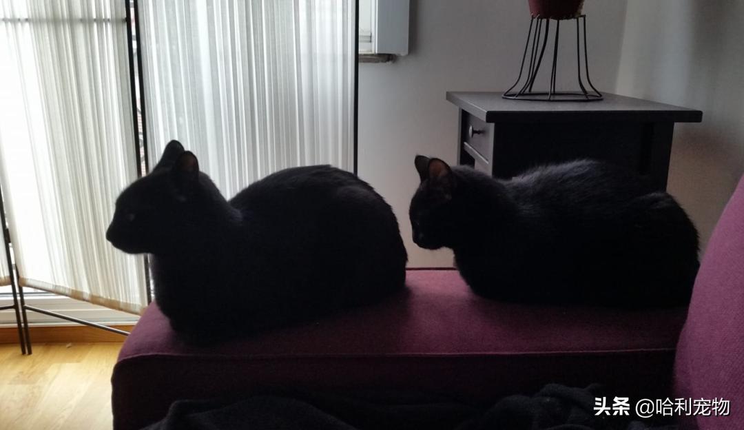 铲屎官的真相,铲屎官养了四只一模一样的猫