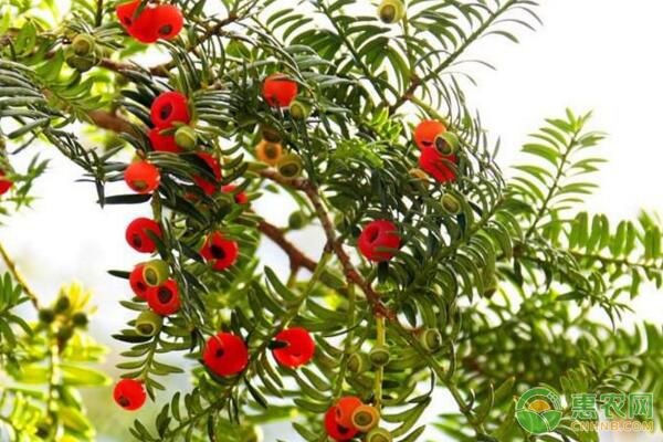 红豆杉种子种植方法,红豆杉种子怎么播种