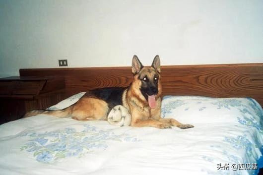 继承了千万财产的动物,继承了主人财产的宠物