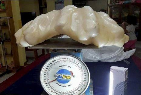 佛教七大珍宝砗磲,佛教七宝贝壳