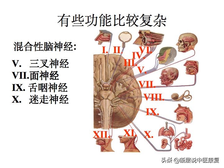 中枢神经系统断层解剖讲解,中枢神经3d解剖动画