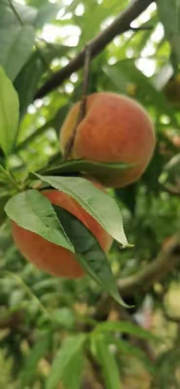农业种植乳酸菌,乳酸菌在农业种植上的应用