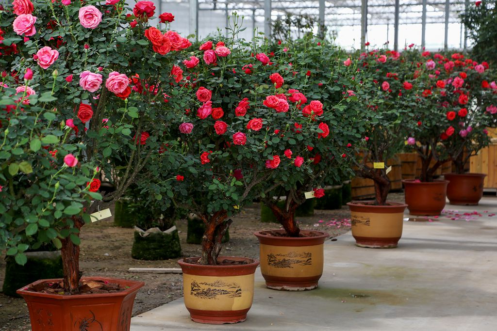 大兴月季园的月季有多少种,北京最大的月季基地在哪