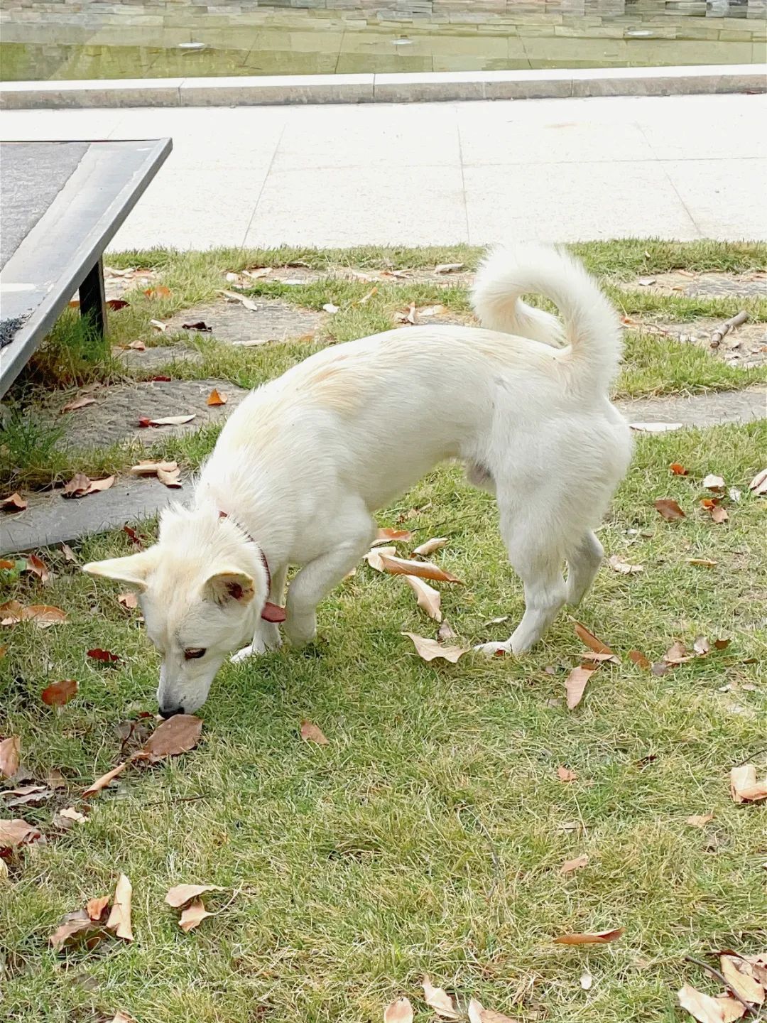 一招教你拯救废片视频,教你一秒拯救废片