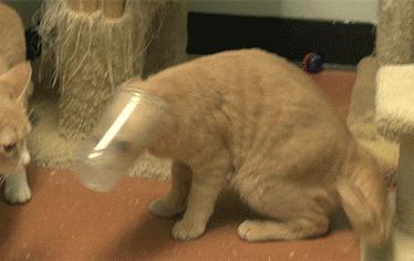 猫能被东西卡住动不了吗,猫好像被什么东西卡住一样