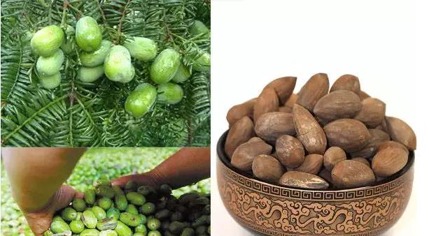 香榧和巴旦木营养价值,香榧的营养价值是什么意思