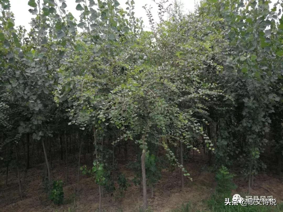 山东冠县精品苗木基地,冠县种植基地