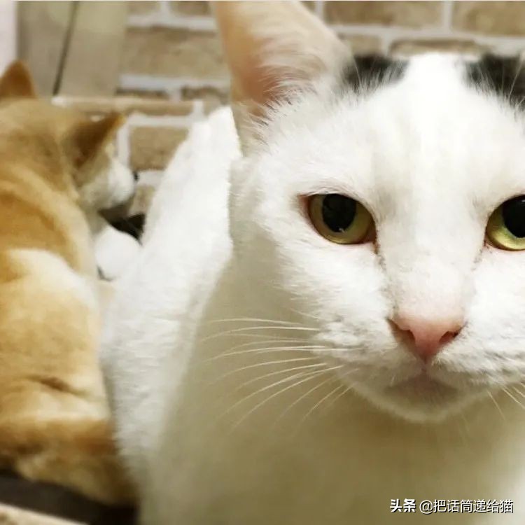 当小猫咪遇上大型犬,当小猫咪遇到大狗狗真是太温馨了