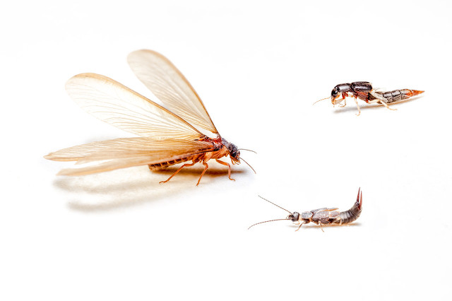 家里白蚁多怎么办轻松教你除白蚁,屋内白蚁怎么防治