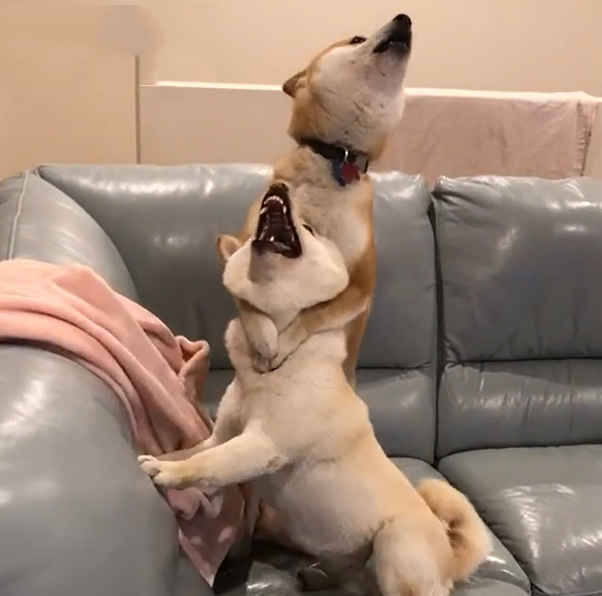 为什么劝你不要养柴犬,为什么都不建议养柴犬