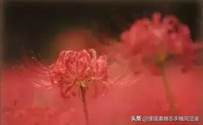 各种花的花语文案,花的花语100种