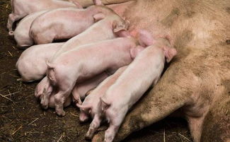母猪技术指导,母猪分娩饲养管理要点