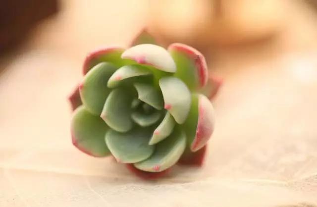 春天几月份适合移盆扦插,夏天可以扦插换盆吗