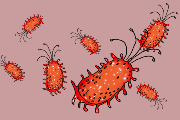 头孢和阿莫西林有哪些区别,头孢跟阿莫西林区别在哪