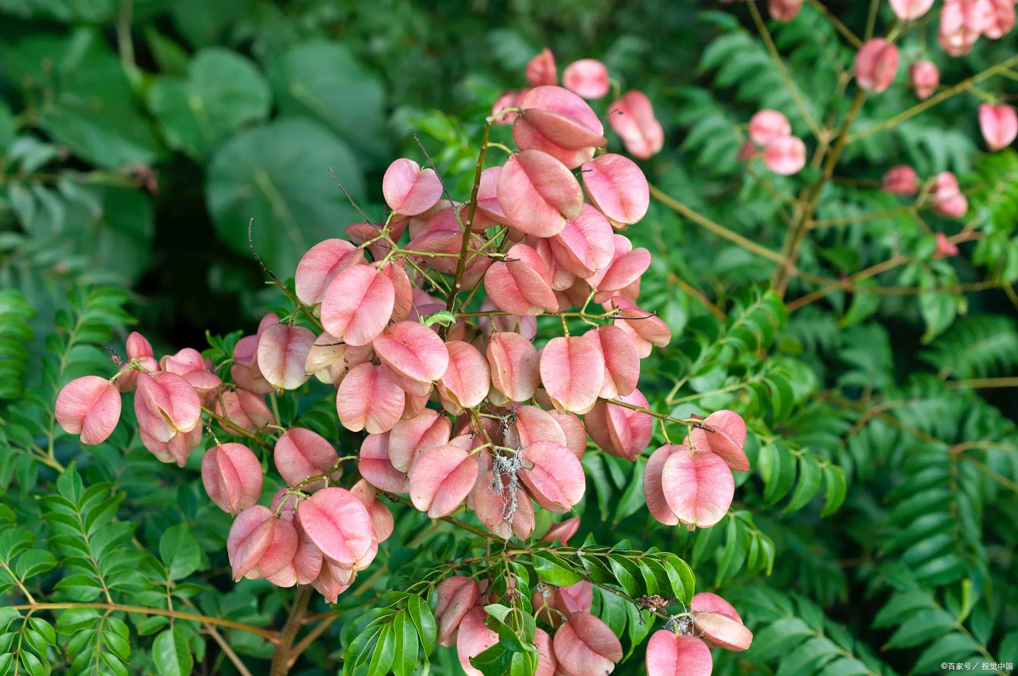 绉嬫棩绗旇鐩存挱,绉嬫棩绗旇