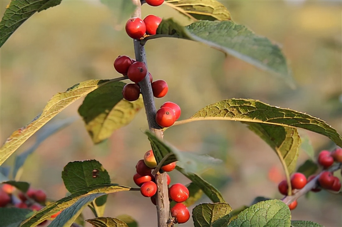 什么品种的冬青树比较好,北美冬青红遍中国