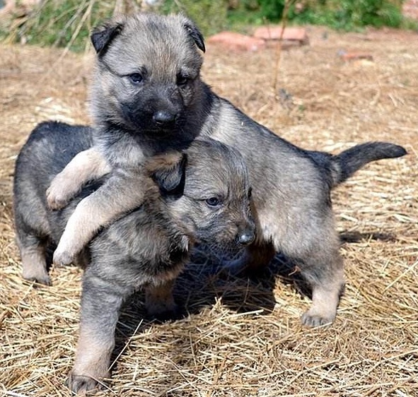 在你挑选昆明犬幼犬外貌时，你应掌握这些常识