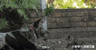 每日一笑看完你能不能忍住不笑,每日一笑看了让你笑