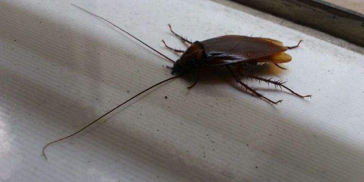 如果家里有蟑螂怎么样才能消灭它,家里有蟑螂要怎样才能消灭掉