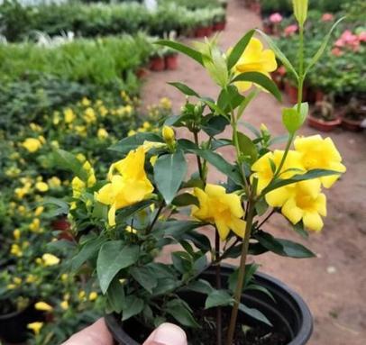 香水茉莉花换盆教程,刚买回来法国香水花上盆