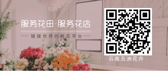 开花店前期花材怎么选购,开花店需要购买什么花材