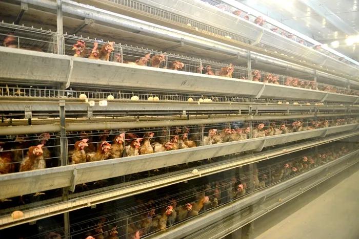 汝州这家养鸡场喂鸡用十几味中草药，产的鸡蛋有啥不一样？