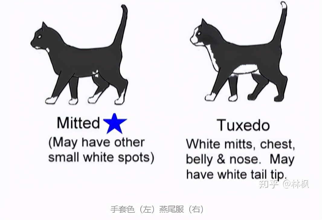 猫咪长红斑点是什么,你知道猫咪的毛色代表了什么吗