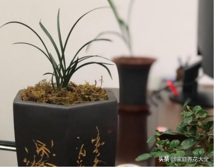 怎样使已烂根的兰花长新根,兰花烂根的养殖方法