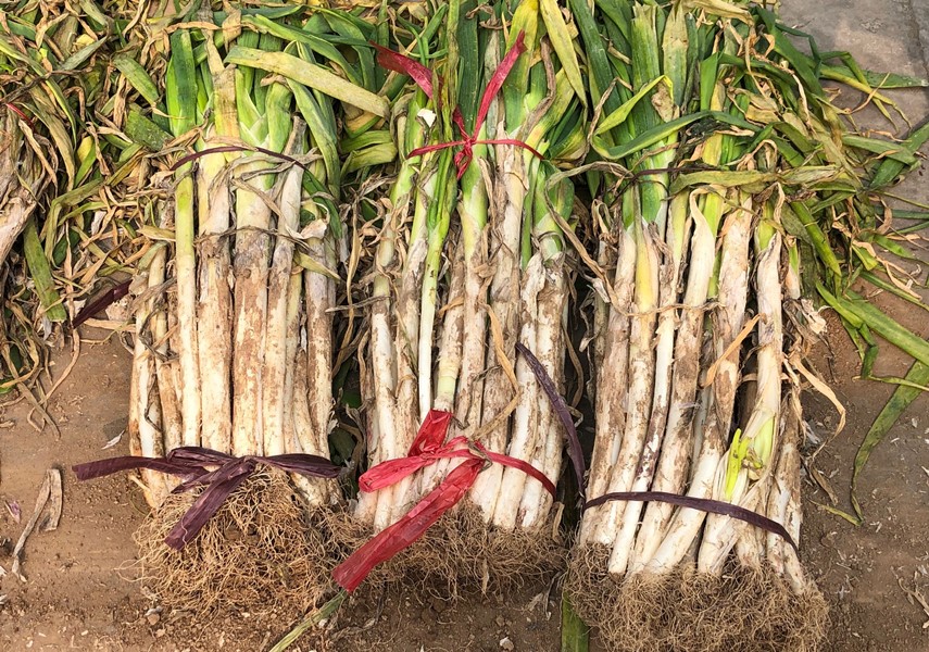 冬天大葱保存方法家常做法,冬天楼房保存大葱的好方法是什么