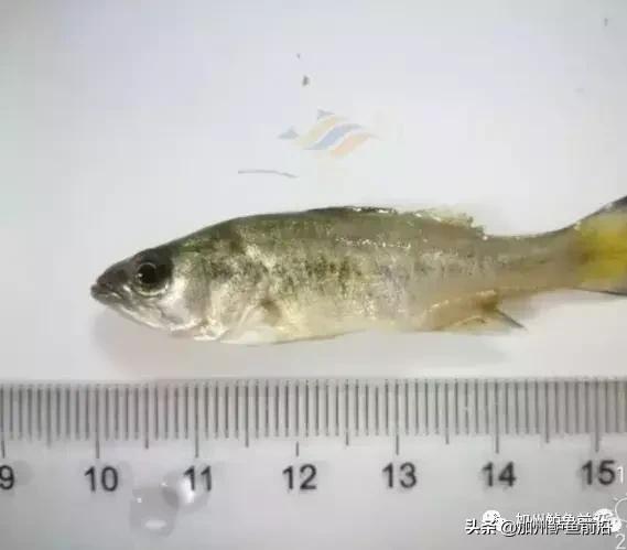 高温天气加州鲈生长缓慢原因为何,高温来袭如何养好加州鲈