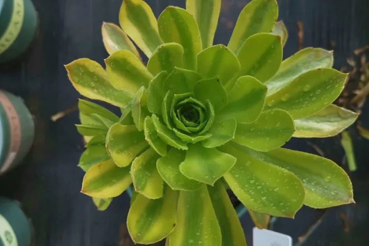 法师新品：青翠欲滴“檬”动我心，青檬法师育繁记