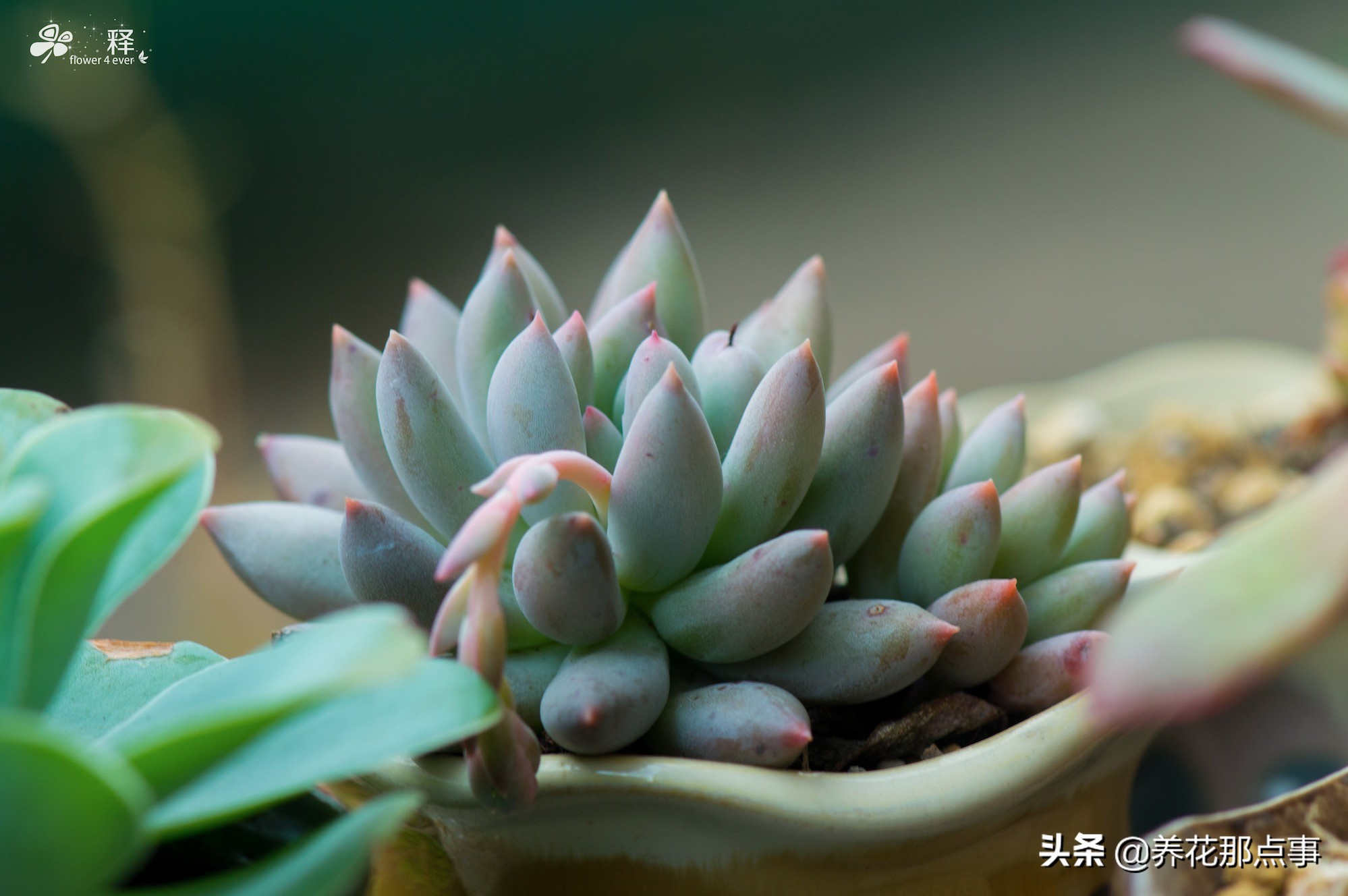 养多肉如何防鸟,多肉怎么防鸟最有效