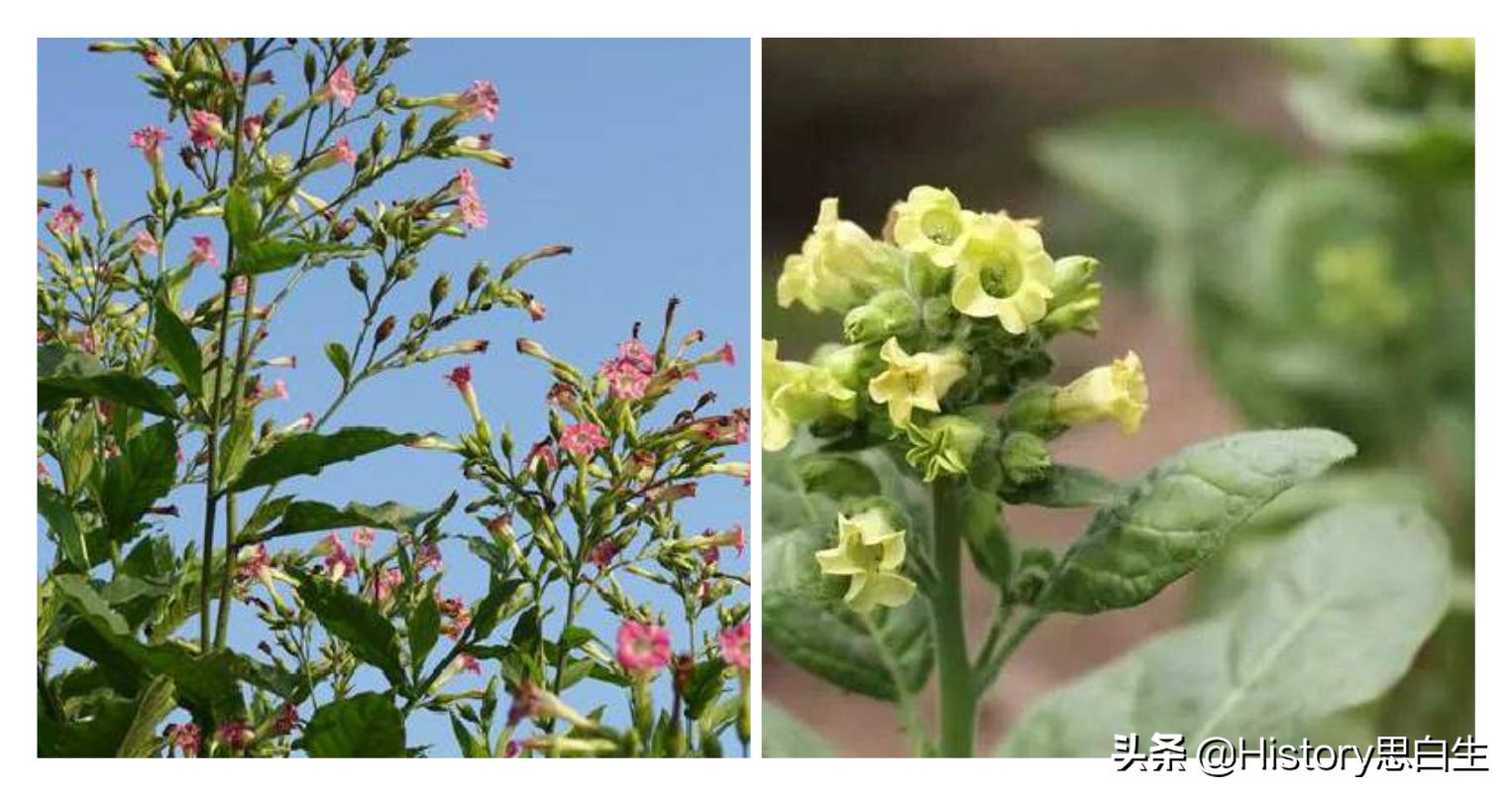 吸烟史翻译,吸烟史超过20年