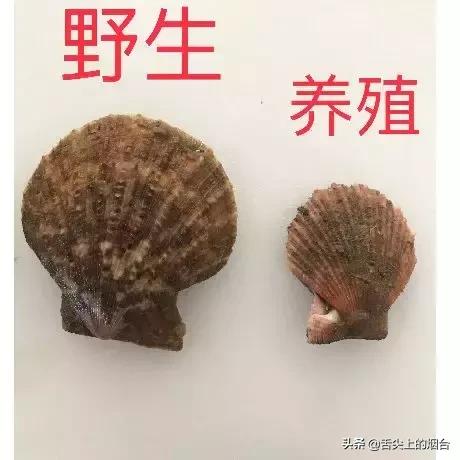 烟台海鲜小杂鱼批发,烟台海鲜自提