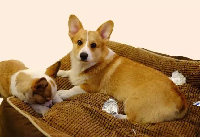 有脚臭怕被人嫌弃的样子该怎么办,老是担心自己脚臭