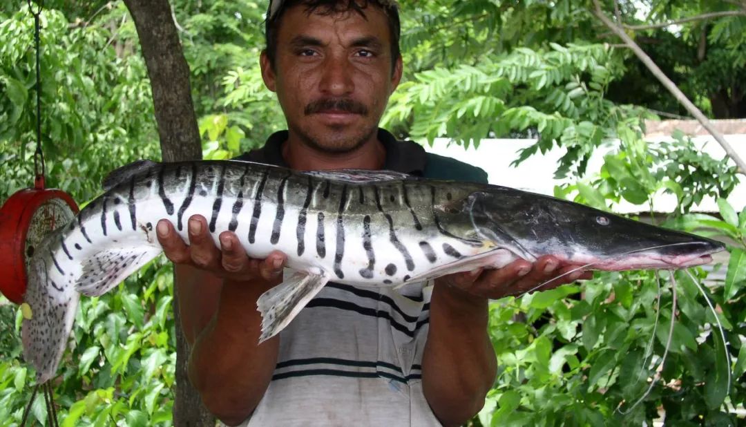 世界顶级淡水鱼大全,世界上顶级鱼类大全