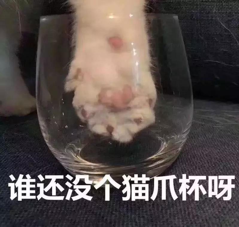星巴克猫爪杯背后的故事,星巴克猫爪杯朋友圈照片