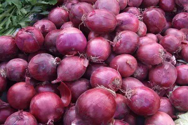 洋葱苗栽培方法和时间,洋葱栽培技术